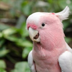 Tiêu chèn link số 2